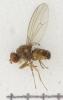 Hirtodrosophila cameraria